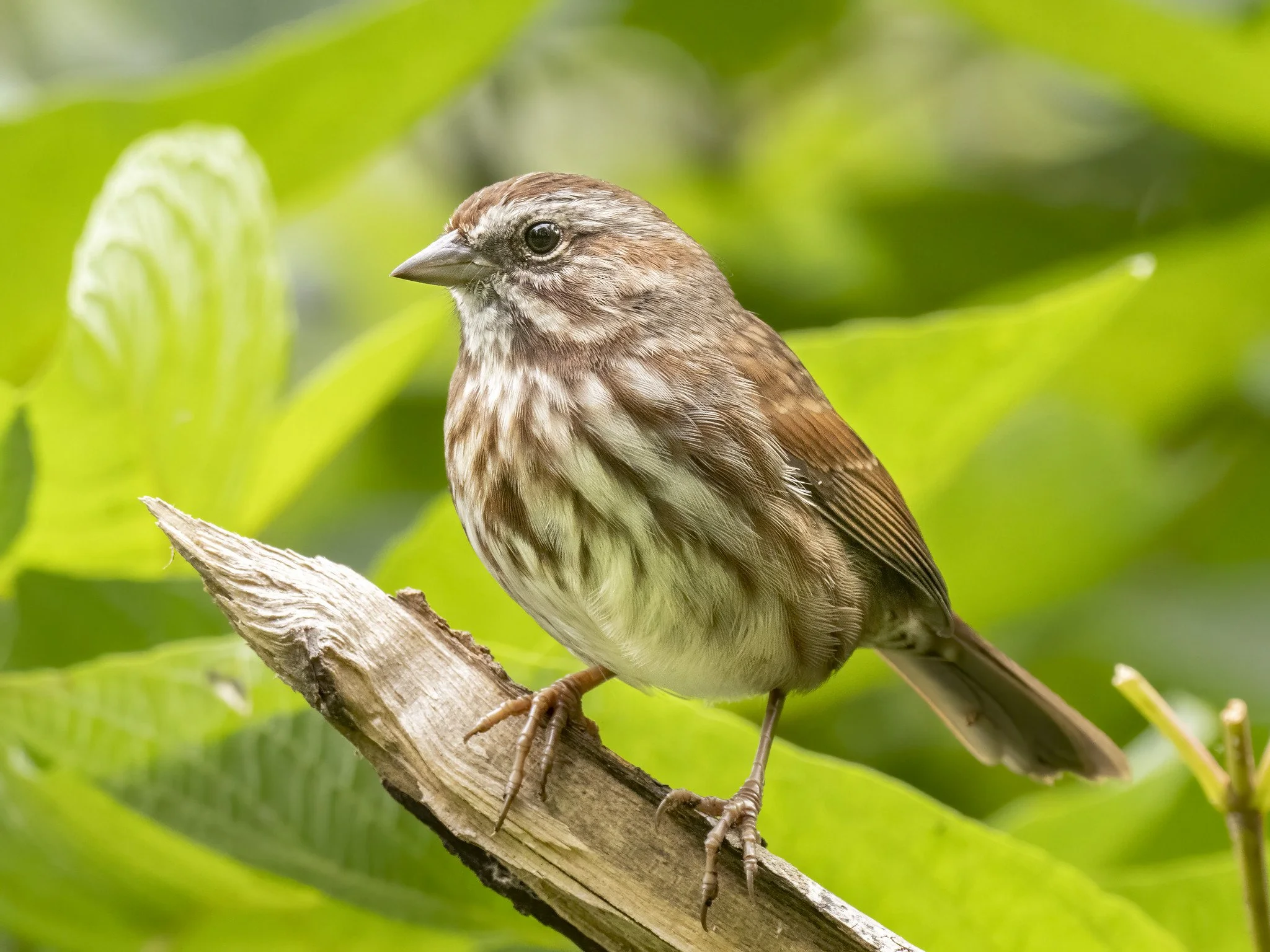 Roomy/song sparrow：美品CD What Are Marymoor's Song Sparrows Saying? — Eastside Audubon Society